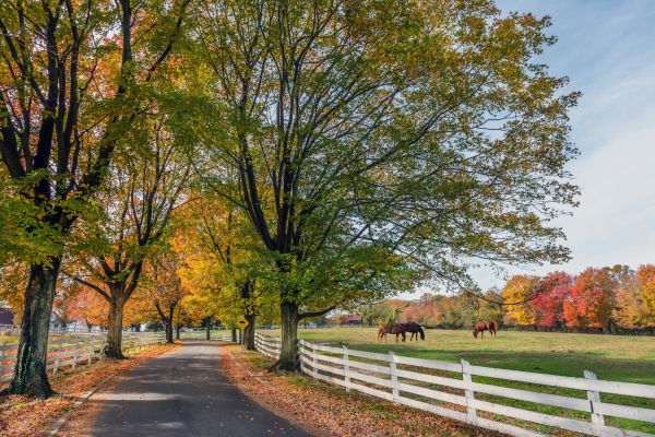Horse Fence Painting in Acworth